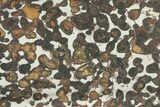 Polished Sericho Pallasite Meteorite (g) - Kenya #232273-1